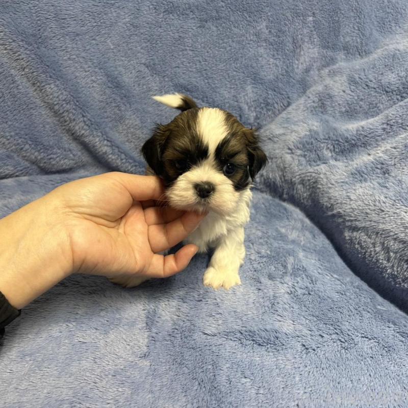 販売中の佐賀県のシーズー-446626