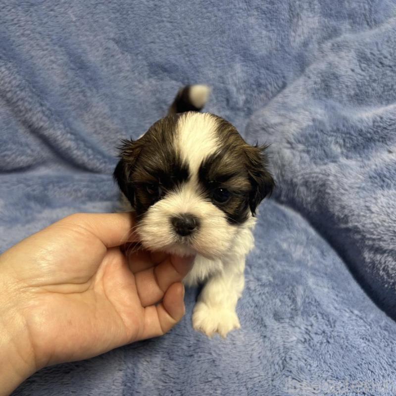 販売中の佐賀県のシーズー-446626の4枚目