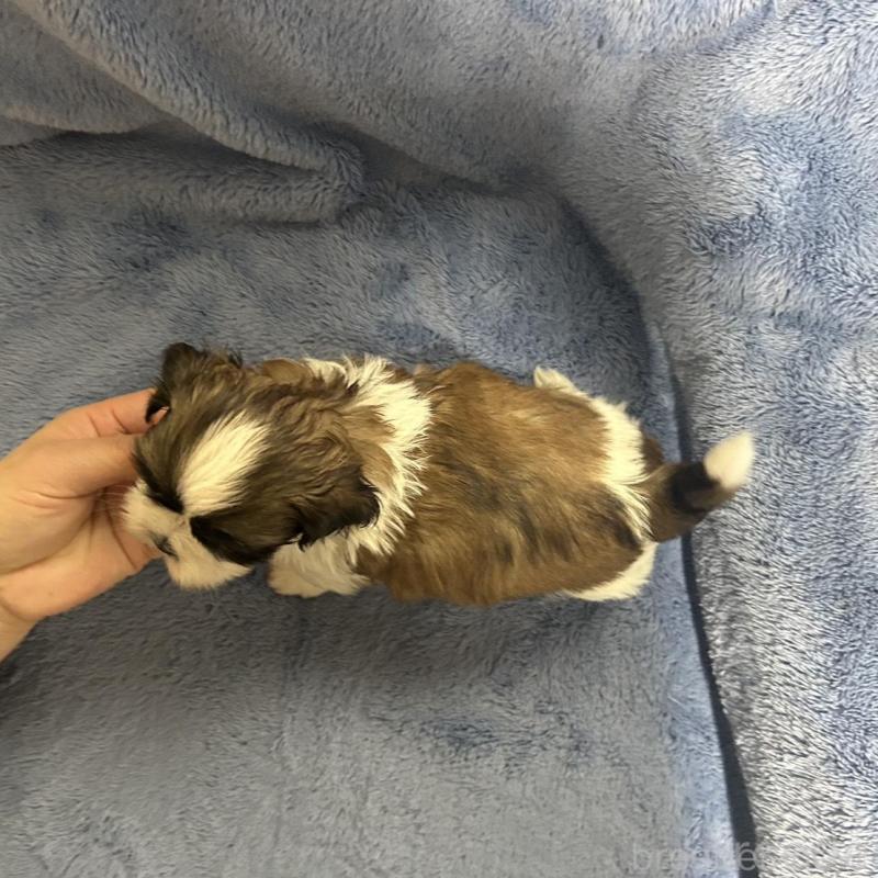 販売中の佐賀県のシーズー-446626の3枚目