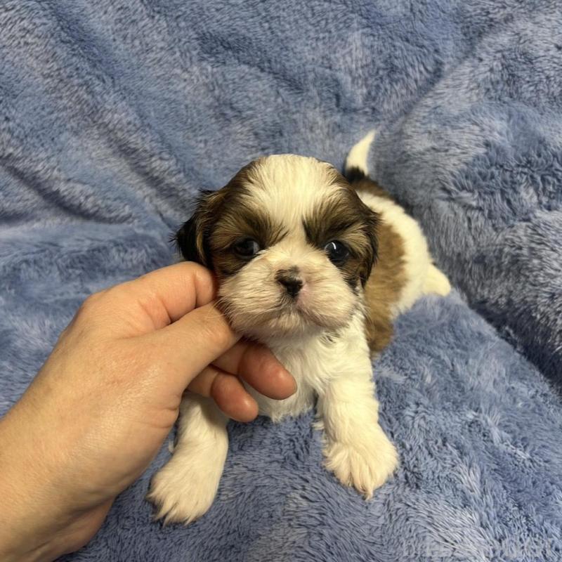 商談中の佐賀県のシーズー-446627の1枚目