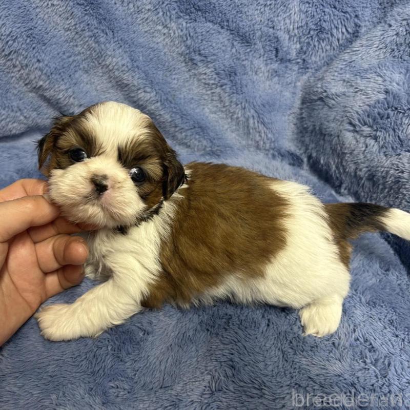 商談中の佐賀県のシーズー-446627の3枚目