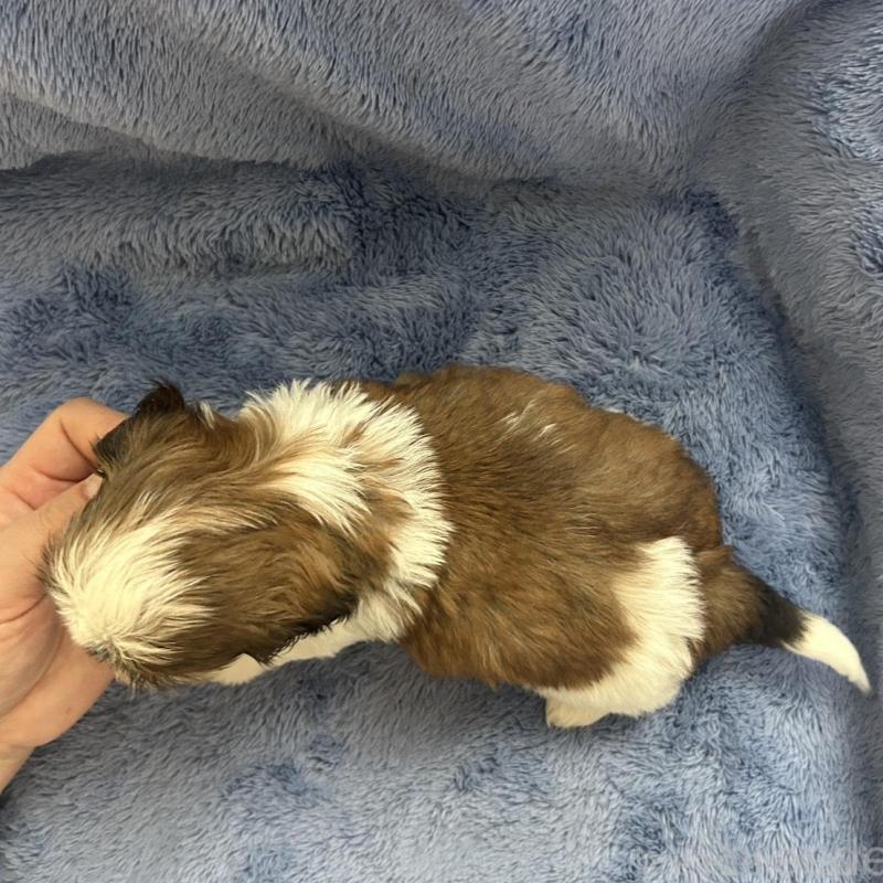 商談中の佐賀県のシーズー-446627の2枚目