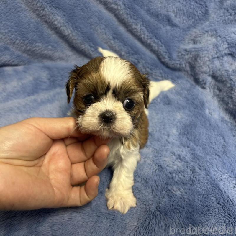 販売中の佐賀県のシーズー-446628