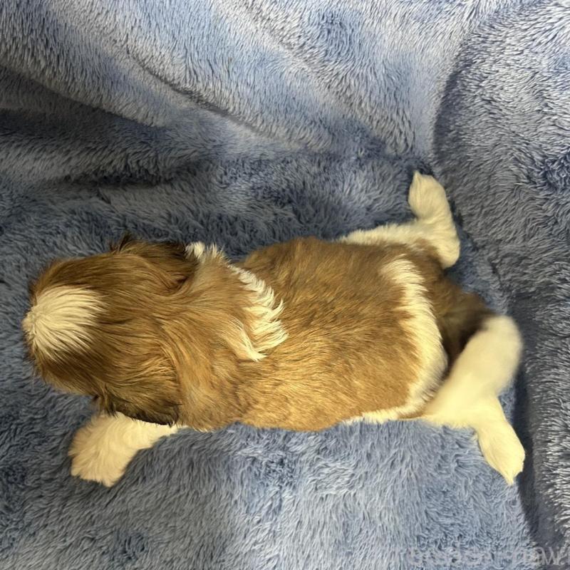 販売中の佐賀県のシーズー-446628の3枚目