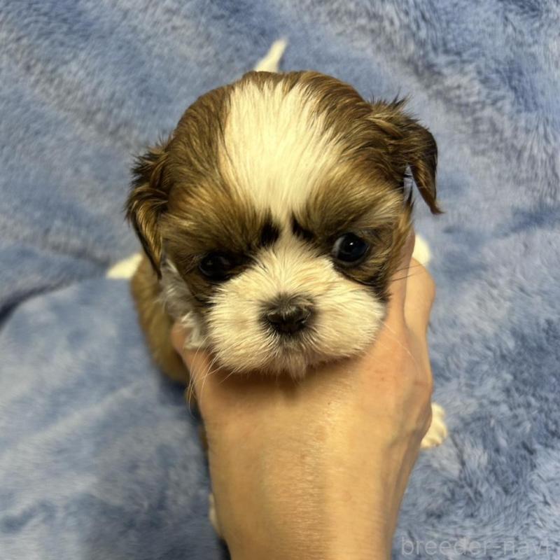 販売中の佐賀県のシーズー-446628の2枚目