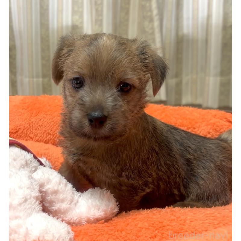 販売中の大阪府のノーフォークテリア-446629の5枚目