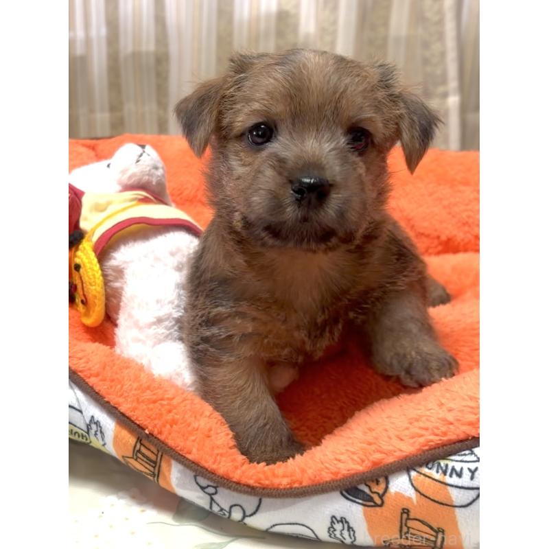 販売中の大阪府のノーフォークテリア-446629の3枚目