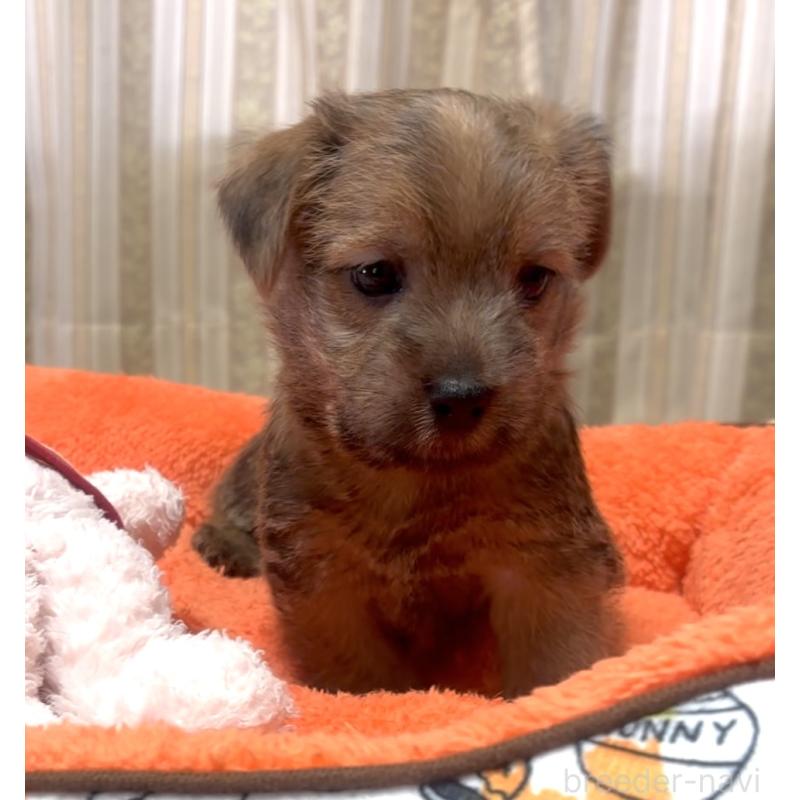 販売中の大阪府のノーフォークテリア-446629の2枚目