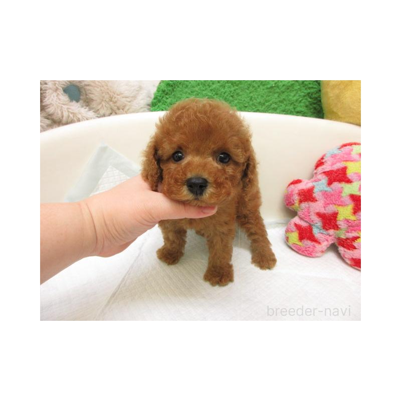 販売中の大阪府のトイプードル-446630の2枚目