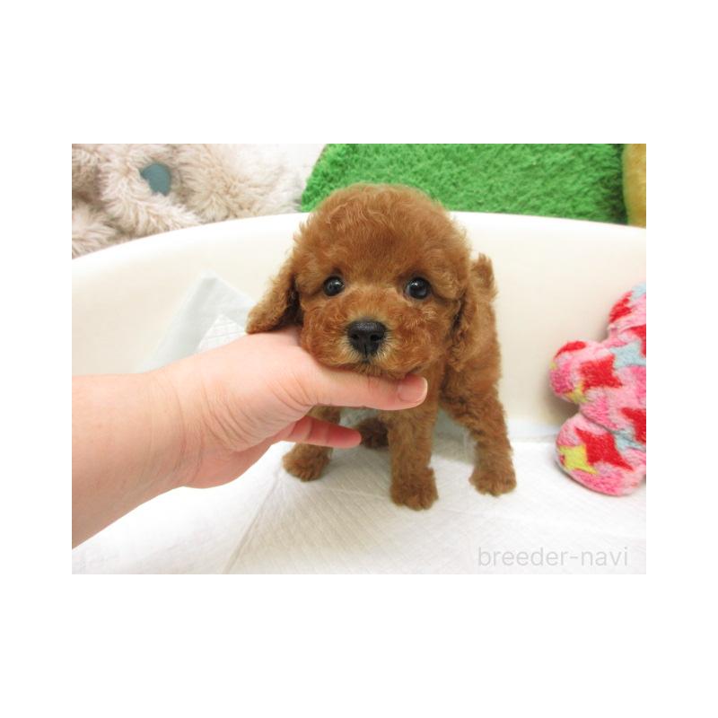 販売中の大阪府のトイプードル-446630