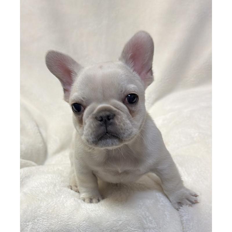販売中の山口県のフレンチブルドッグ-446632の5枚目
