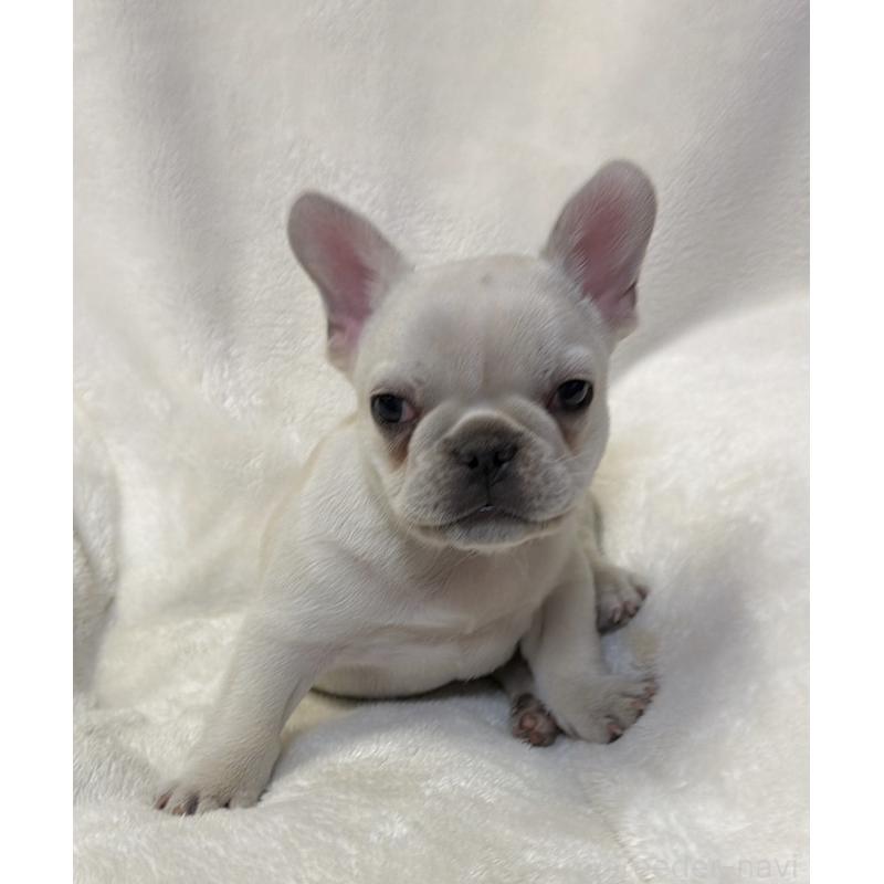 販売中の山口県のフレンチブルドッグ-446632の4枚目