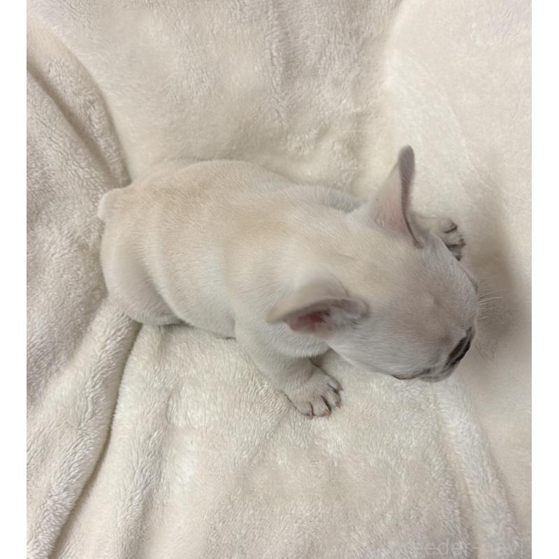 販売中の山口県のフレンチブルドッグ-446632の2枚目