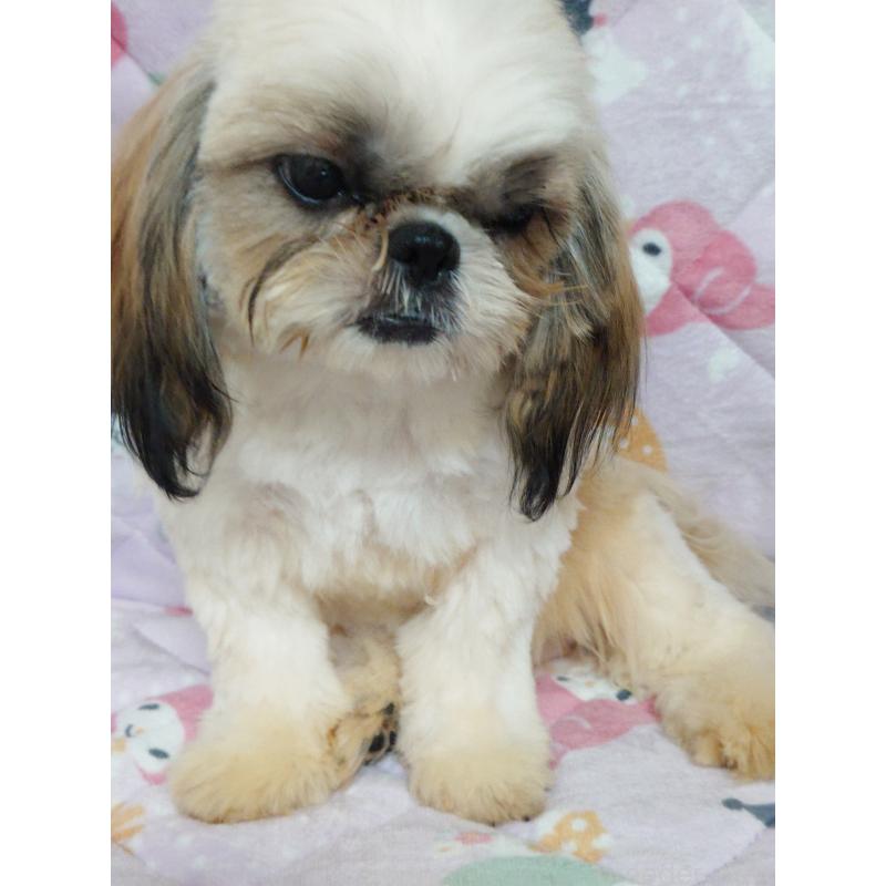 販売中の長野県のシーズー-440156の2枚目