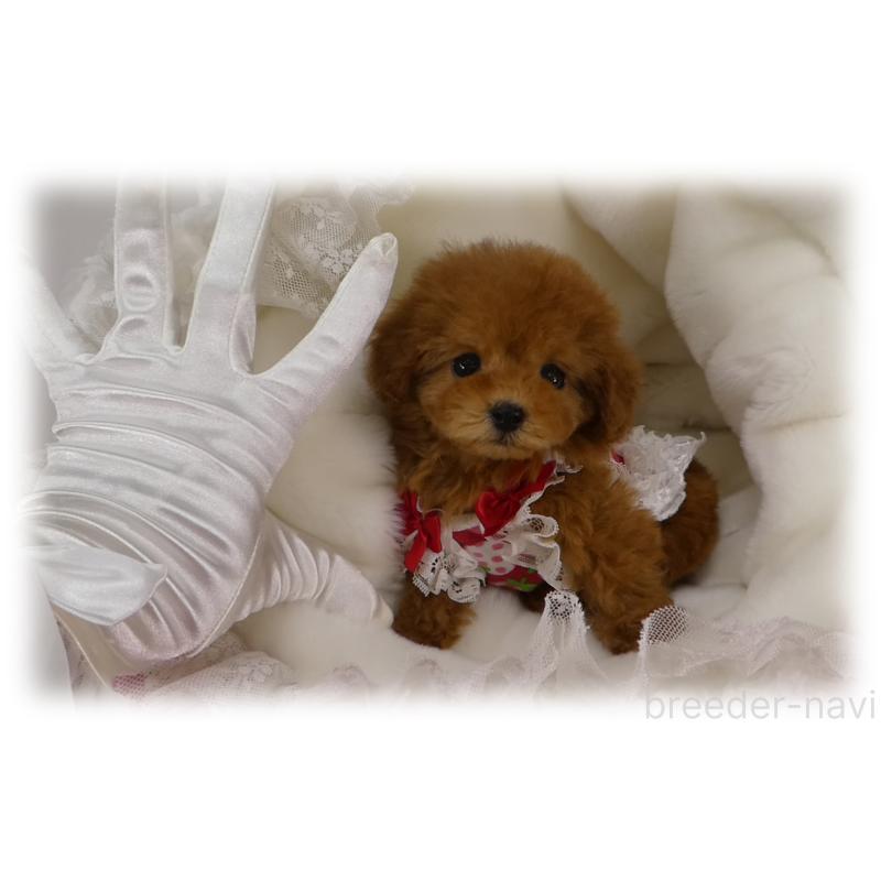 商談中の埼玉県のティーカッププードル-446633の9枚目