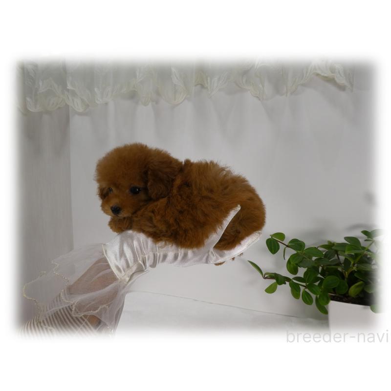 商談中の埼玉県のティーカッププードル-446633の8枚目