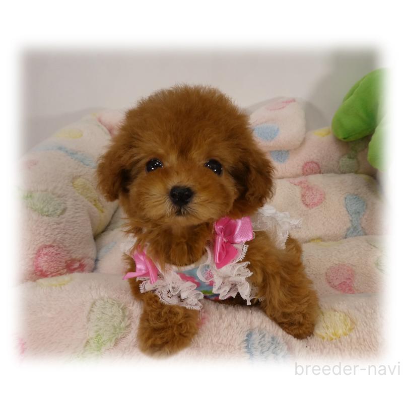 商談中の埼玉県のティーカッププードル-446633の7枚目