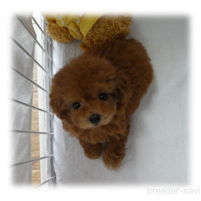 商談中の埼玉県のティーカッププードル-446633の6枚目