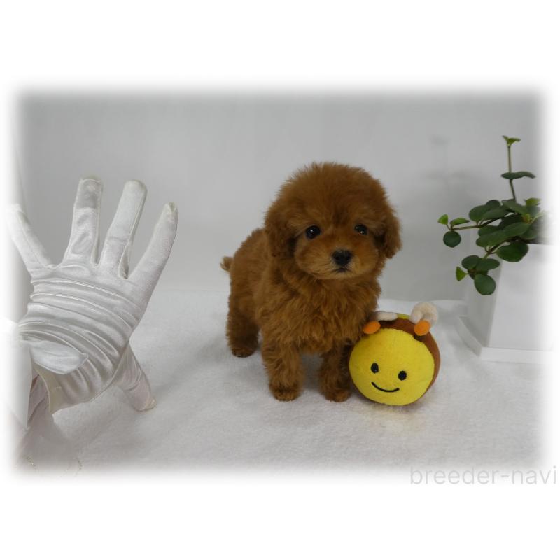 商談中の埼玉県のティーカッププードル-446633の5枚目