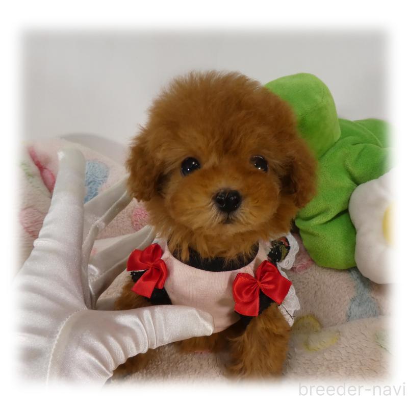 商談中の埼玉県のティーカッププードル-446633の4枚目