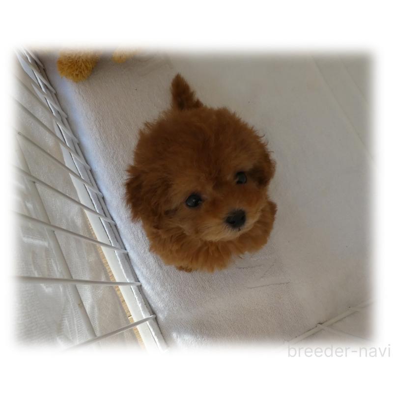 商談中の埼玉県のティーカッププードル-446633の3枚目