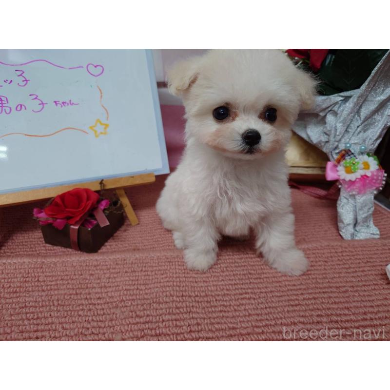 販売中の京都府のビションフリーゼ-446636の7枚目