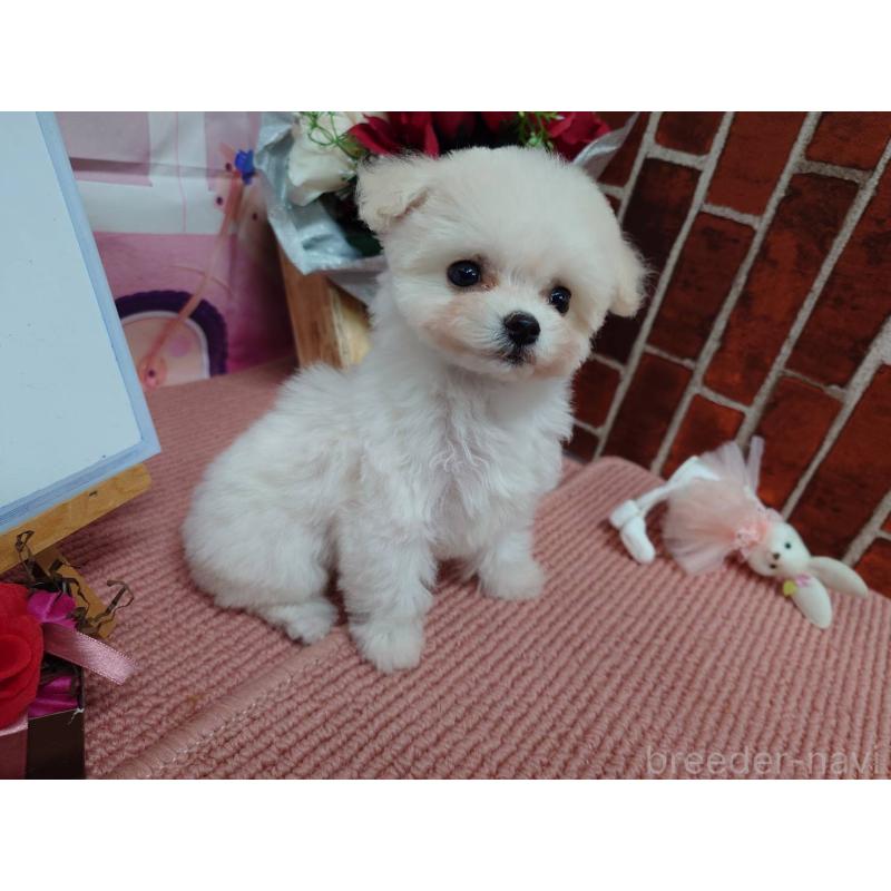 販売中の京都府のビションフリーゼ-446636の6枚目