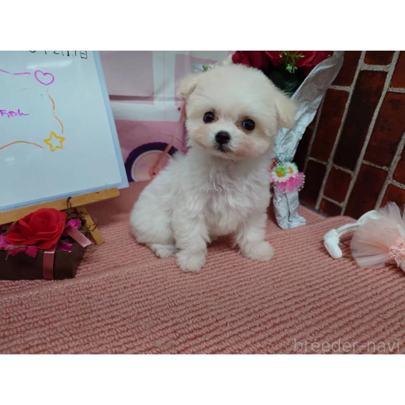 販売中の京都府のビションフリーゼ-446636の5枚目