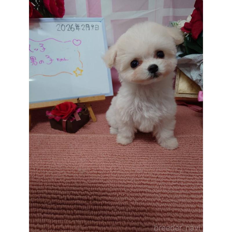 販売中の京都府のビションフリーゼ-446636の4枚目