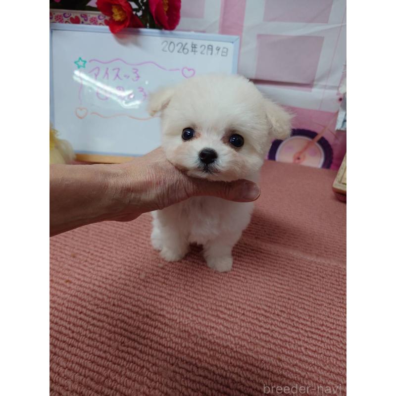 販売中の京都府のビションフリーゼ-446636