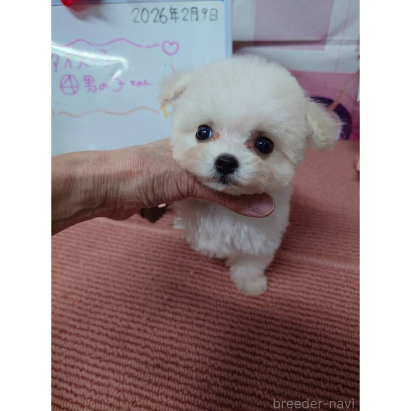 販売中の京都府のビションフリーゼ-446636の2枚目