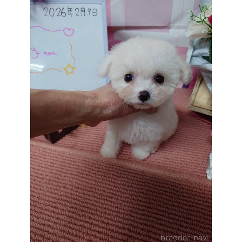 販売中の京都府のビションフリーゼ-446638の6枚目