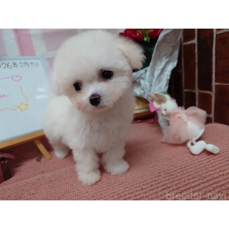 販売中の京都府のビションフリーゼ-446638の5枚目