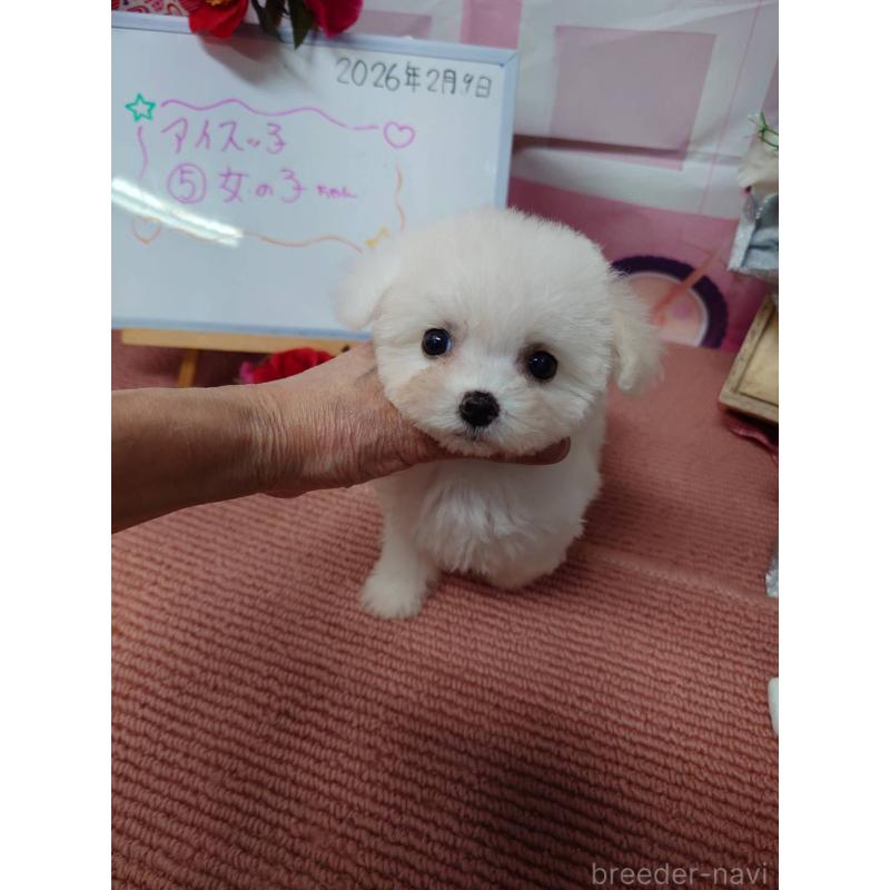 販売中の京都府のビションフリーゼ-446638の4枚目