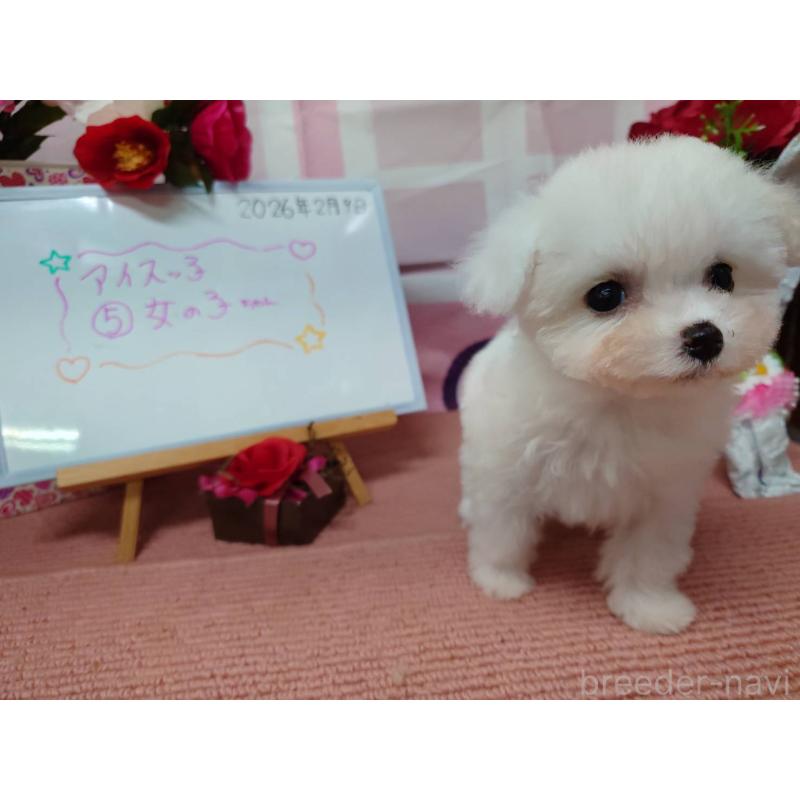 販売中の京都府のビションフリーゼ-446638の3枚目