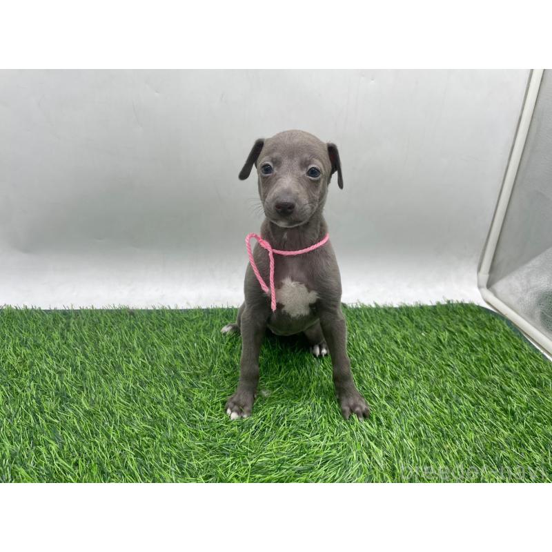 販売中の愛知県のイタリアングレーハウンド(イタグレ)-446640の1枚目