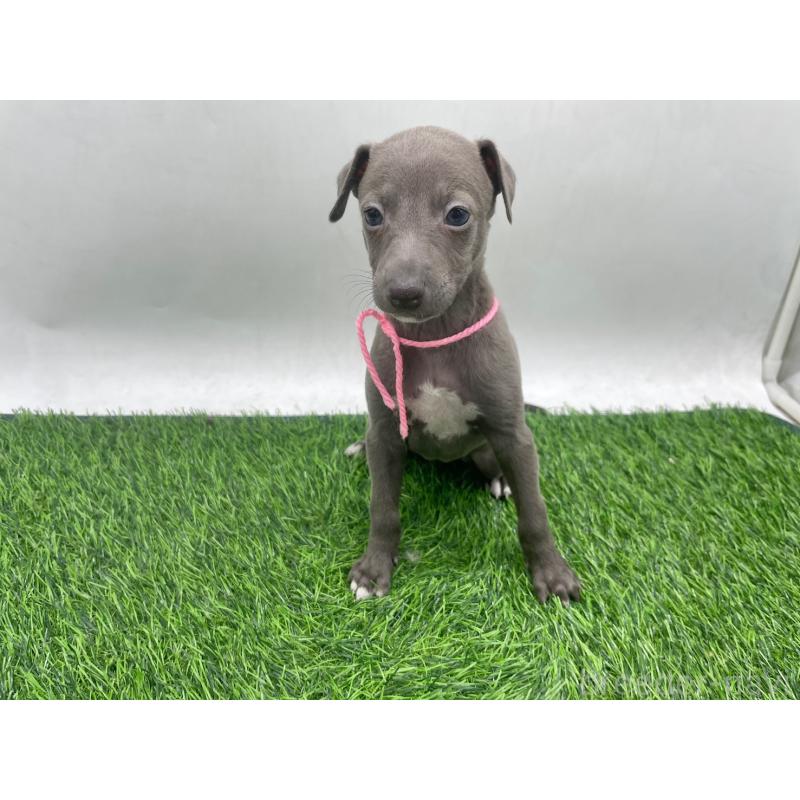 販売中の愛知県のイタリアングレーハウンド(イタグレ)-446640の6枚目