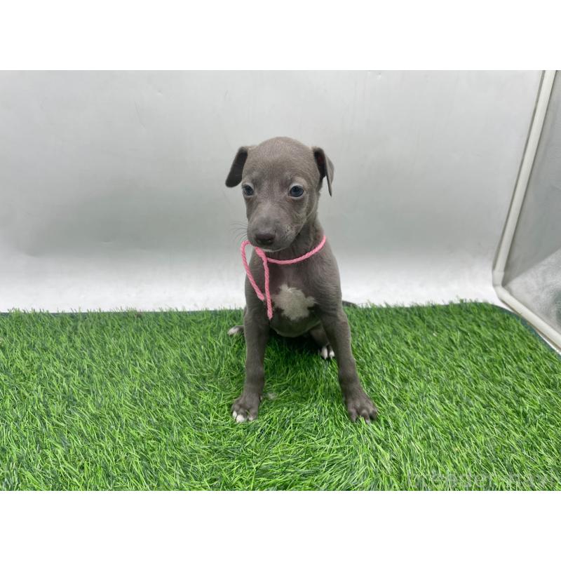 販売中の愛知県のイタリアングレーハウンド(イタグレ)-446640の5枚目