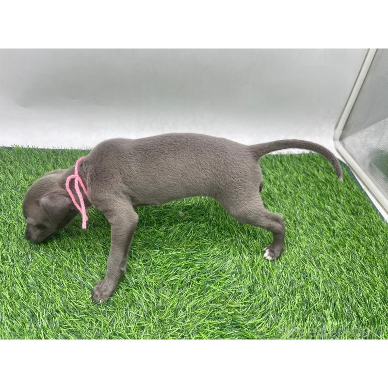 販売中の愛知県のイタリアングレーハウンド(イタグレ)-446640の4枚目