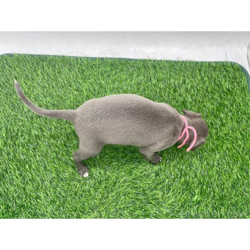 販売中の愛知県のイタリアングレーハウンド(イタグレ)-446640の3枚目