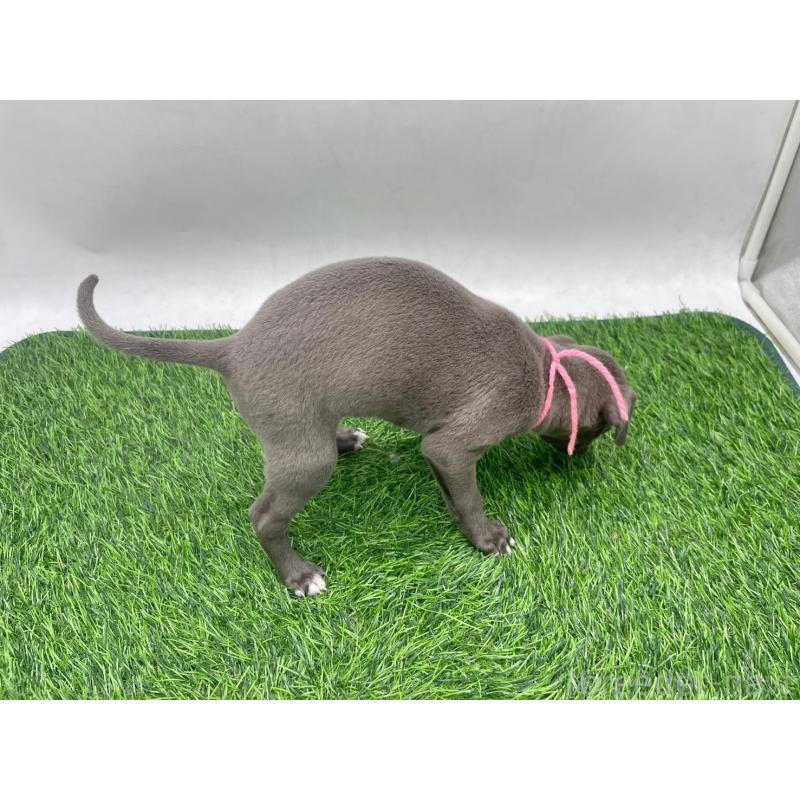 販売中の愛知県のイタリアングレーハウンド(イタグレ)-446640の2枚目