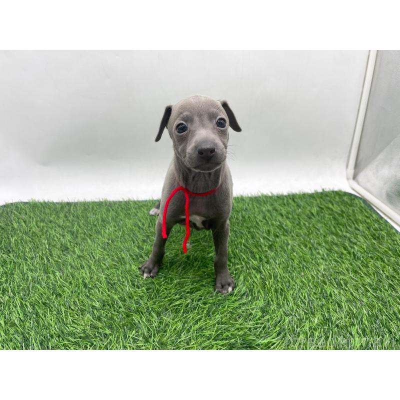 販売中の愛知県のイタリアングレーハウンド(イタグレ)-446641