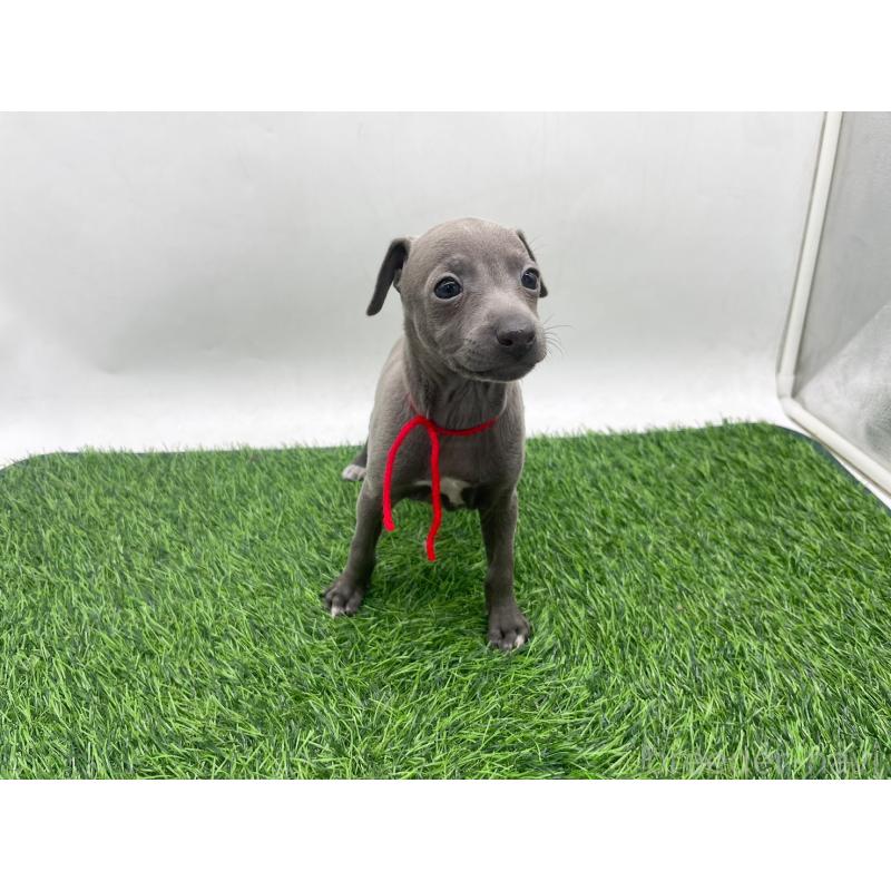 販売中の愛知県のイタリアングレーハウンド(イタグレ)-446641の6枚目