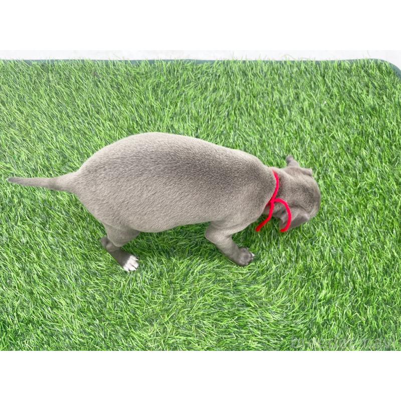 販売中の愛知県のイタリアングレーハウンド(イタグレ)-446641の3枚目