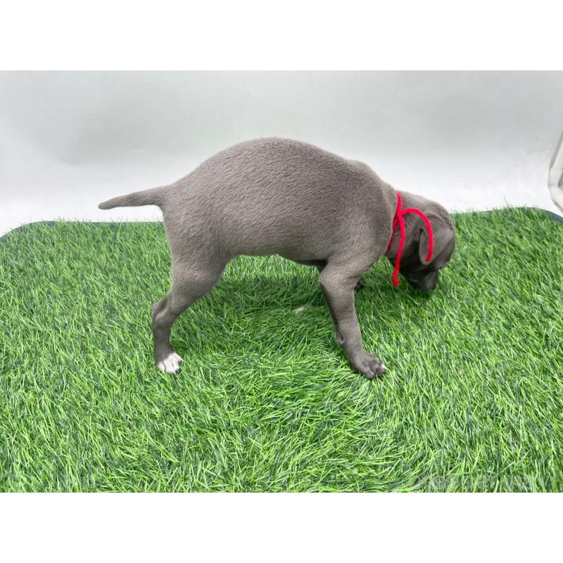 販売中の愛知県のイタリアングレーハウンド(イタグレ)-446641の2枚目