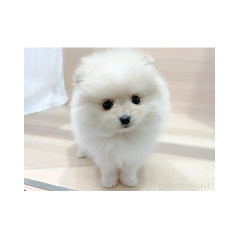 販売中ののポメラニアン-446642