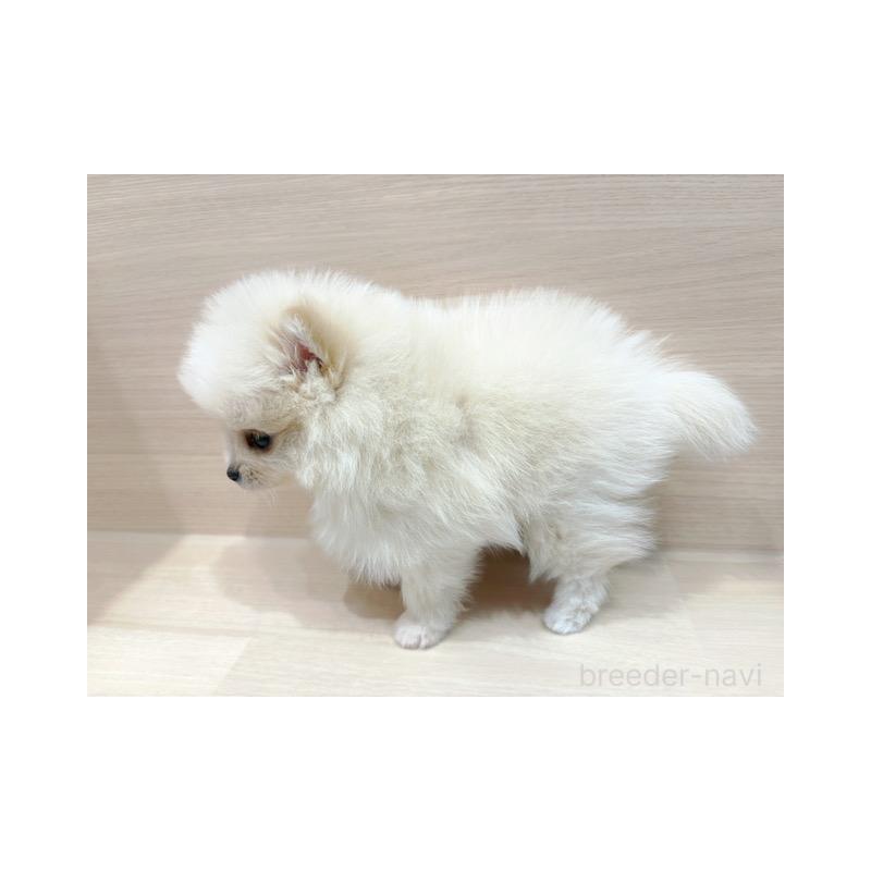 販売中の東京都のポメラニアン-446642の5枚目