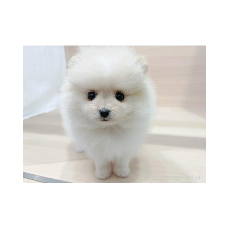 販売中の東京都のポメラニアン-446642の4枚目