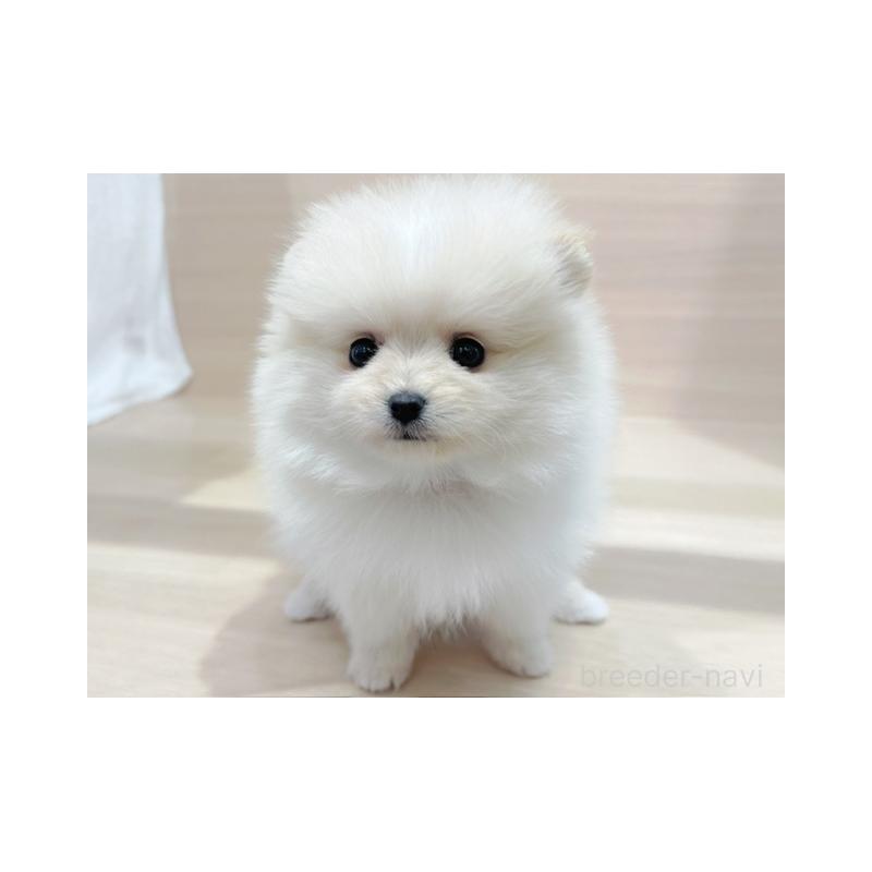 販売中の東京都のポメラニアン-446642の3枚目