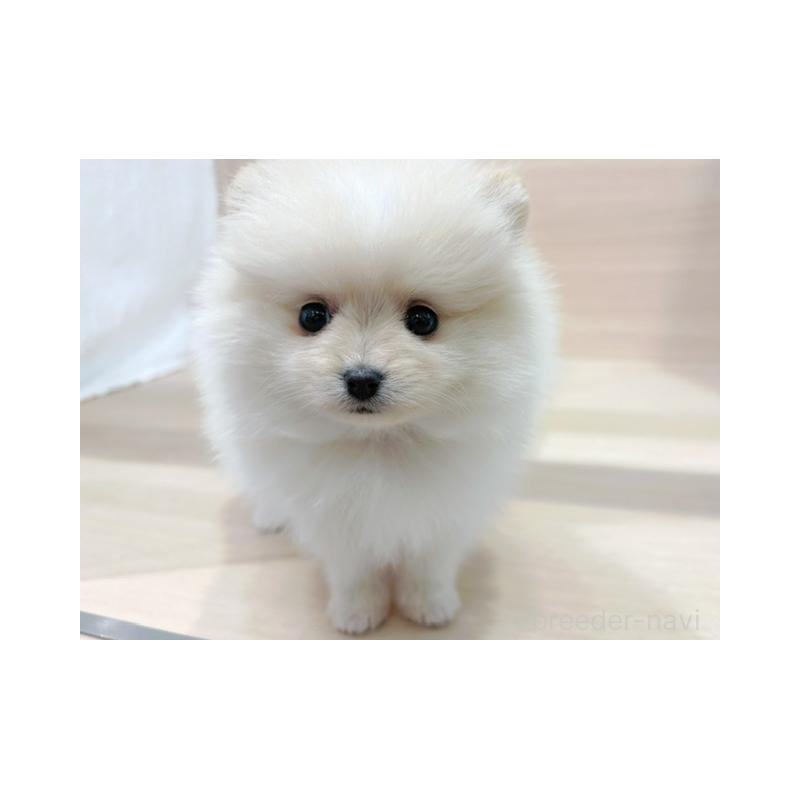 販売中の東京都のポメラニアン-446642の2枚目
